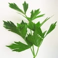 thumbnail image 1 of Lovage Herb Seeds - 200 Count Seed Pack- Non-GMO - an herb That Tastes Like Celery, with Undertones of Parsley and a hint of Anise. - Country Creek LLC, 1 of 1