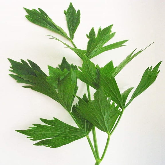 Lovage Herb Seeds - 500 Count Seed Pack- Non-GMO - an herb That Tastes Like Celery, with Undertones of Parsley and a hint of Anise. - Country Creek LLC
