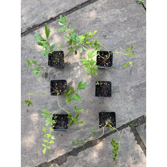 Lovage Live Plants in 2.5" Grower Pot (6 Count)