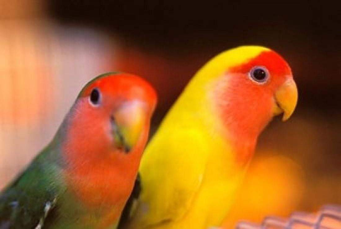 Love Birds Yuen Po Street Bird Market Hong Kong China Canvas Art - Stuart Westmorland DanitaDelimont (18 x 12)