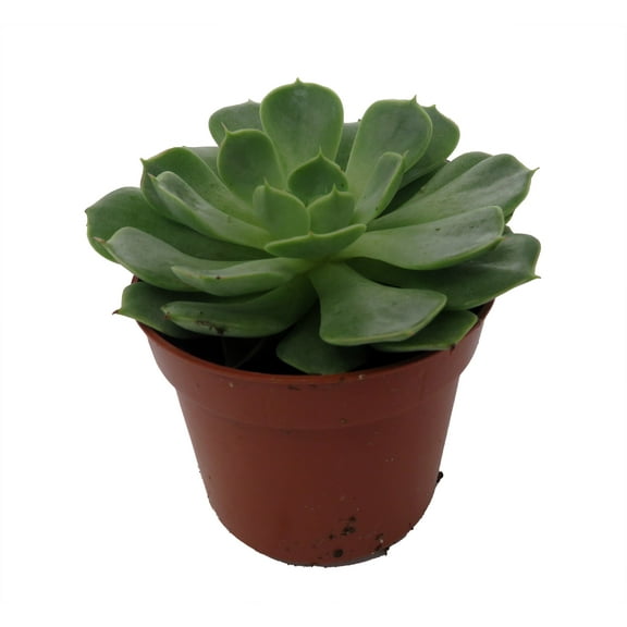 Love Fire Succulent Plant - Echeveria - 2.5" Pot