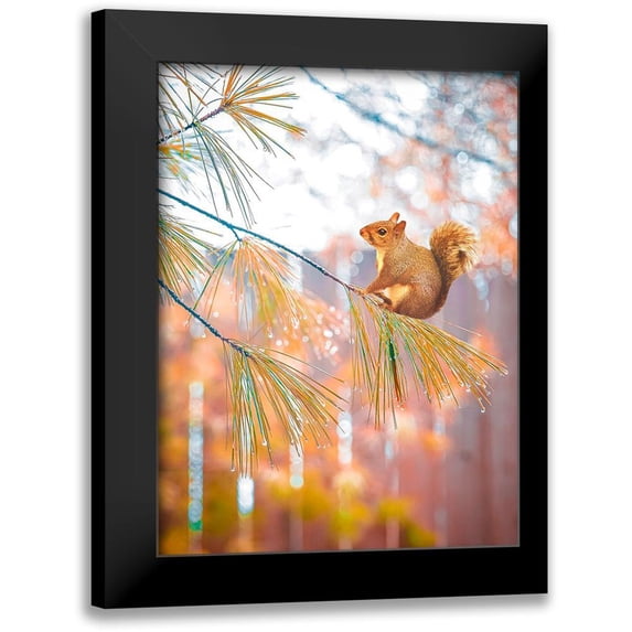 Love Grams 11x14 Black Modern Framed Museum Art Print Titled - Squirrel Bokeh