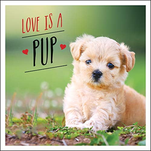 Pre-Owned Love Is a Pup: A Dog-Tastic Celebration of the World's Cutest Puppies (Hardcover) 1787832619 9781787832619
