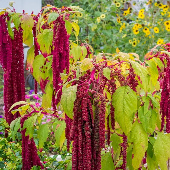 Love Lies Bleeding Amaranth Tassel Flowers -5,000+ Seeds, 4 G Packet - Non-GMO Edible Flower Seeds for Planting - Heirloom Pendant Amaranth Flower Seed - Unique Home Garden Flower Seed