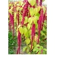 thumbnail image 1 of Love Lies Bleeding Seed, 200+ Seeds, Sharp Striking Maroon Blooms, 1 of 5