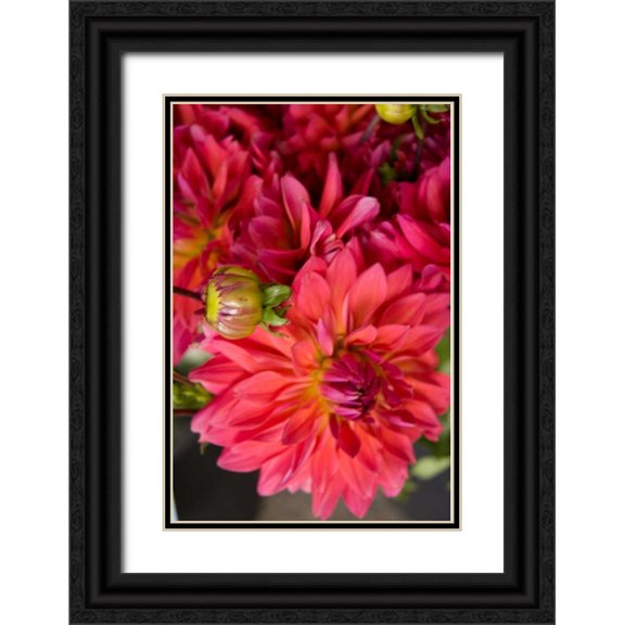 Love, Maureen 11x14 Black Ornate Wood Framed with Double Matting Museum Art Print Titled - Fuschia Dalhia II