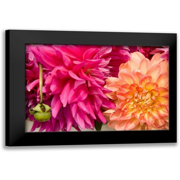 Love, Maureen 14x11 Black Modern Framed Museum Art Print Titled - Fuschia Dalhia III