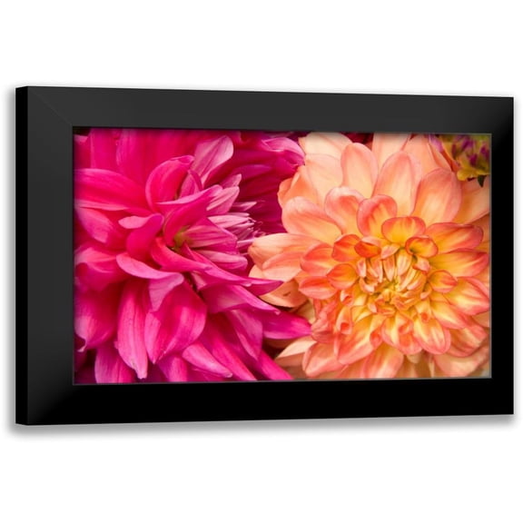 Love, Maureen 14x11 Black Modern Framed Museum Art Print Titled - Fuschia Dalhia IV