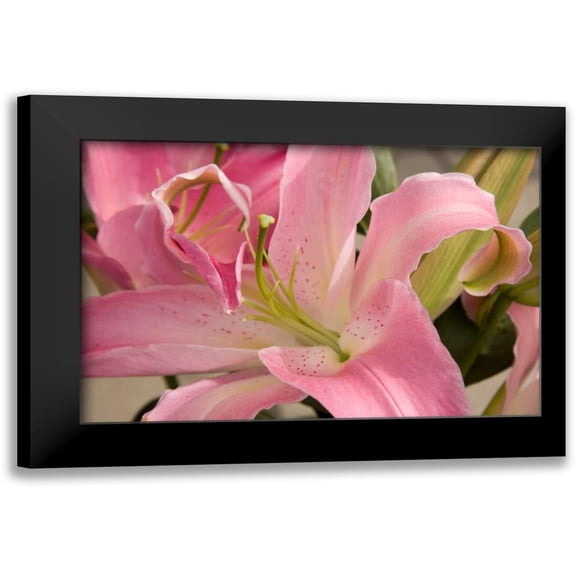 Love, Maureen 14x11 Black Modern Framed Museum Art Print Titled - Soft Pink Lily I