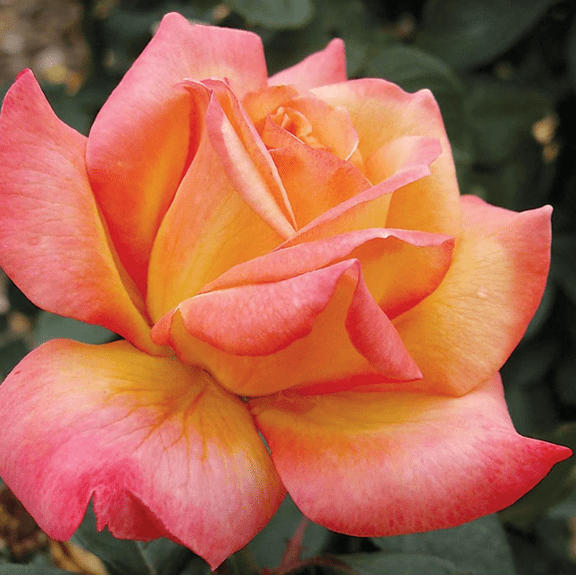 Love Peace Rose Bush Live Plant, Fragrant Hybrid Tea Rose Flowers Well Rooted Plant, 5-10 Inc Tall for Planting Indoor Outdoor