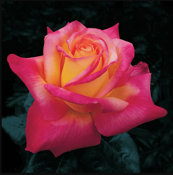 Love Peace Rose Plant Live, Fragrant Hybrid Tea Rose Flowers Well Rooted Plant for Planting Indoor Outdoor, 4 to 8 Inch Tall, Ship No Pot
