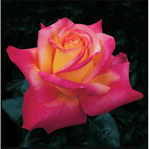 Love Peace Rose Plant Live, Fragrant Hybrid Tea Rose Flowers Well Rooted Plant for Planting Indoor Outdoor, 4 to 8 Inch Tall, Ship No Pot