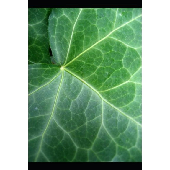 Love and Romantic Poetry from My Collection (Paperback)