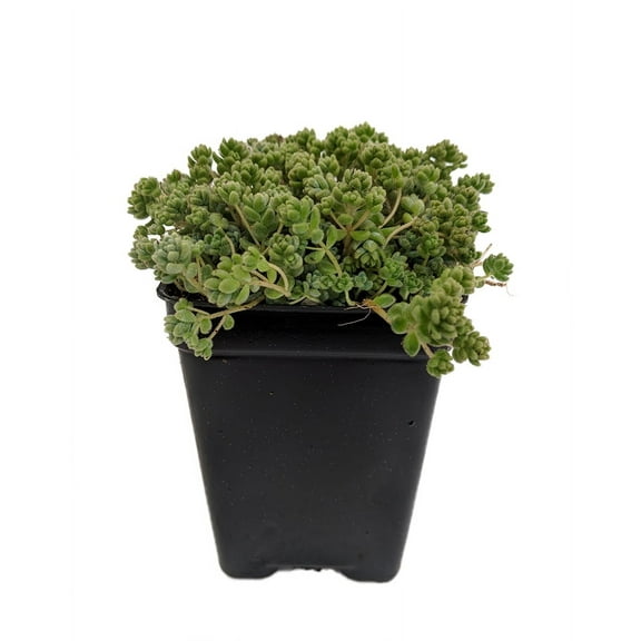 Love's Triangle Sedum - Stonecrop - Fairy Garden - 2.5" Pot