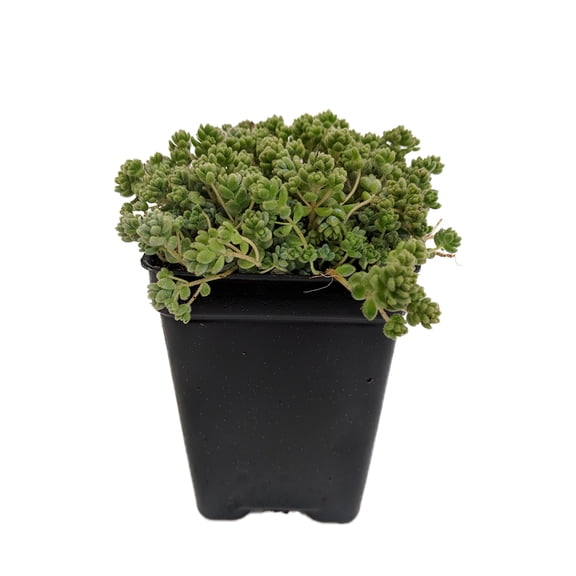Love's Triangle Sedum - Stonecrop - Fairy Garden - 2.5" Pot