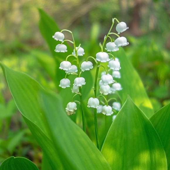 Lovely Lily of the Valley Flowers - 8 Bulbs - Attracts Butterflies, Bees & Hummingbirds- Petite White Fragrant Flowers - Spring Garden Perennial