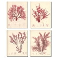 thumbnail image 1 of Lovely Vintage Red Botanical Plant Set; Four 8x10in Poster Prints. Red/Cream, 1 of 1