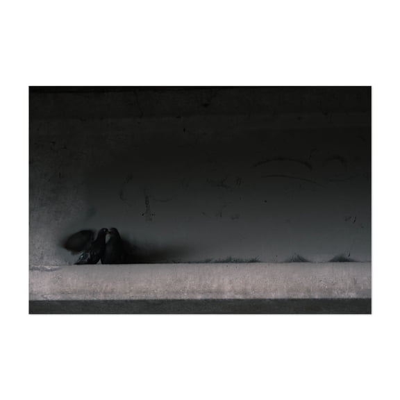 Lover's Quarrel - Portland Oregon Photography Moody Minimalist Bird Wildlife Silhouette Abstract Unframed Wall Art Print 4 x 6 inches