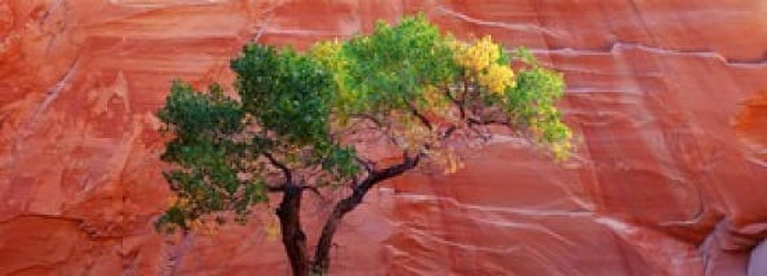 Low Angle View Of A Cottonwood Tree In Front Of A Sandstone Wall ...