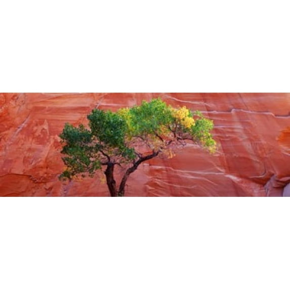 Low Angle View Of A Cottonwood Tree In Front Of A Sandstone Wall ...