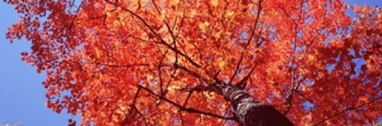 Low Angle View Of A Maple Tree Acadia National Park Mount Desert Island Maine USA Canvas Art - Panoramic Images (36 x 12)