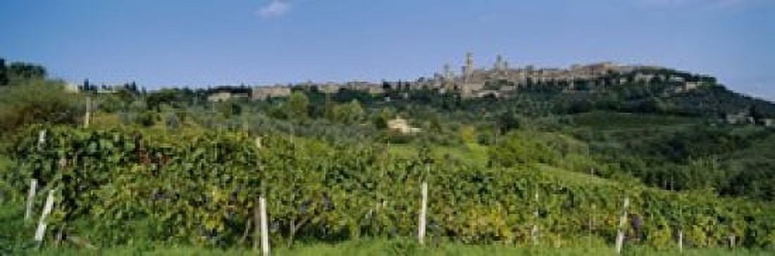 Low Angle View Of A Vineyard San Gimignano Tuscany Italy Canvas Art - Panoramic Images (18 x 6)