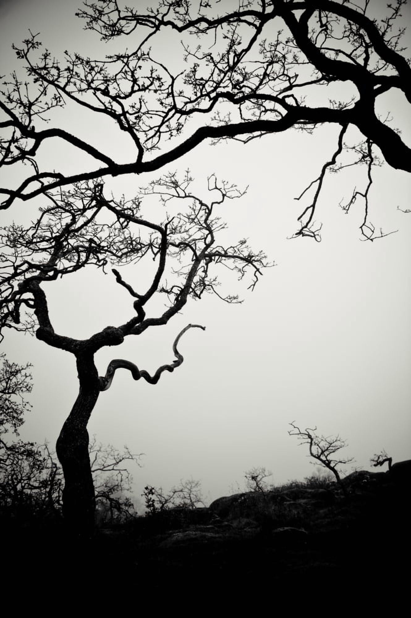 Low Angle View Of Eerie Tree Silhouettes Canvas Art - Helene Cyr Design Pics (12 x 19)