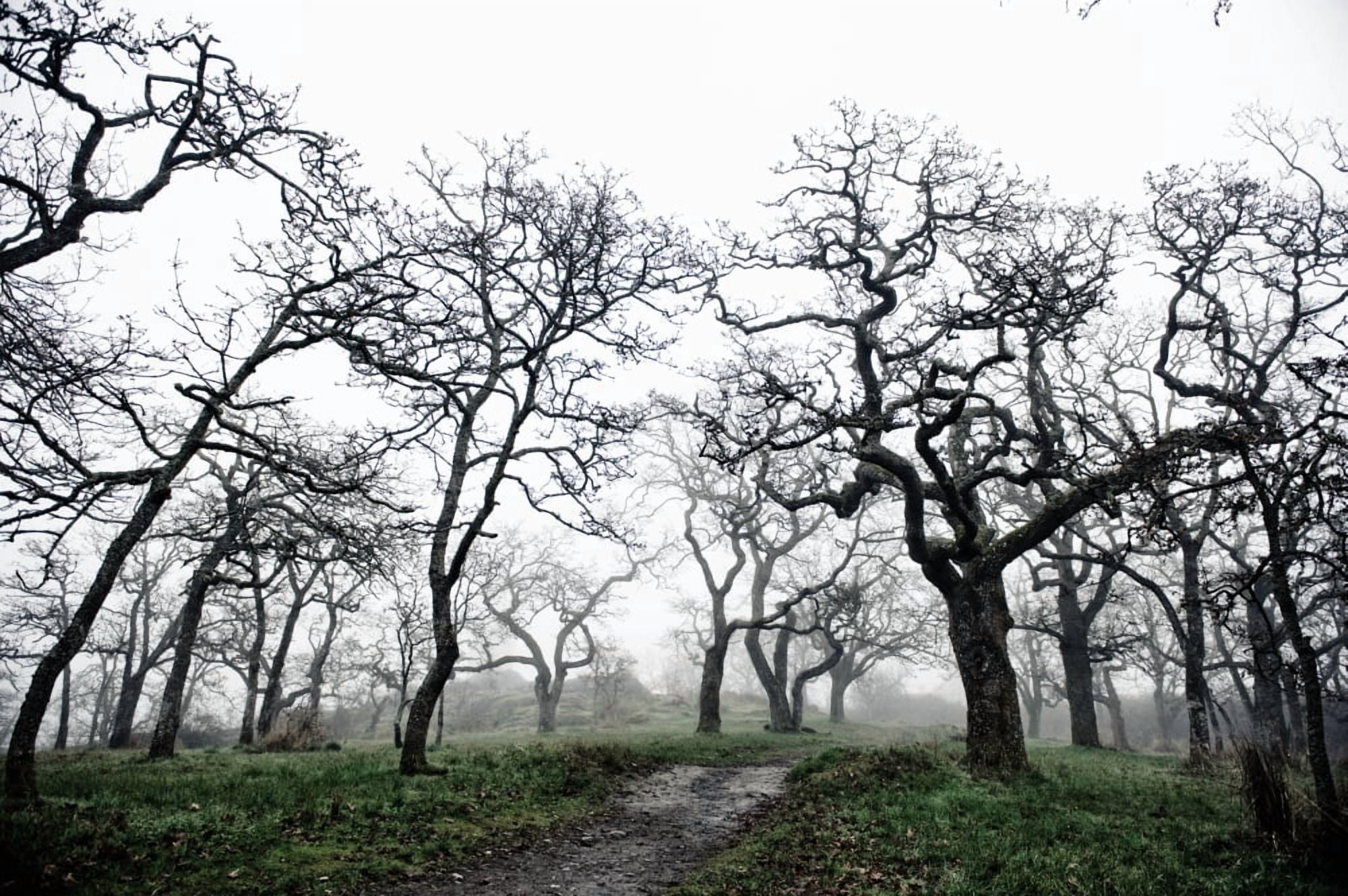 Low Angle View Of Eerie Tree Silhouettes Canvas Art - Helene Cyr Design Pics (19 x 12)