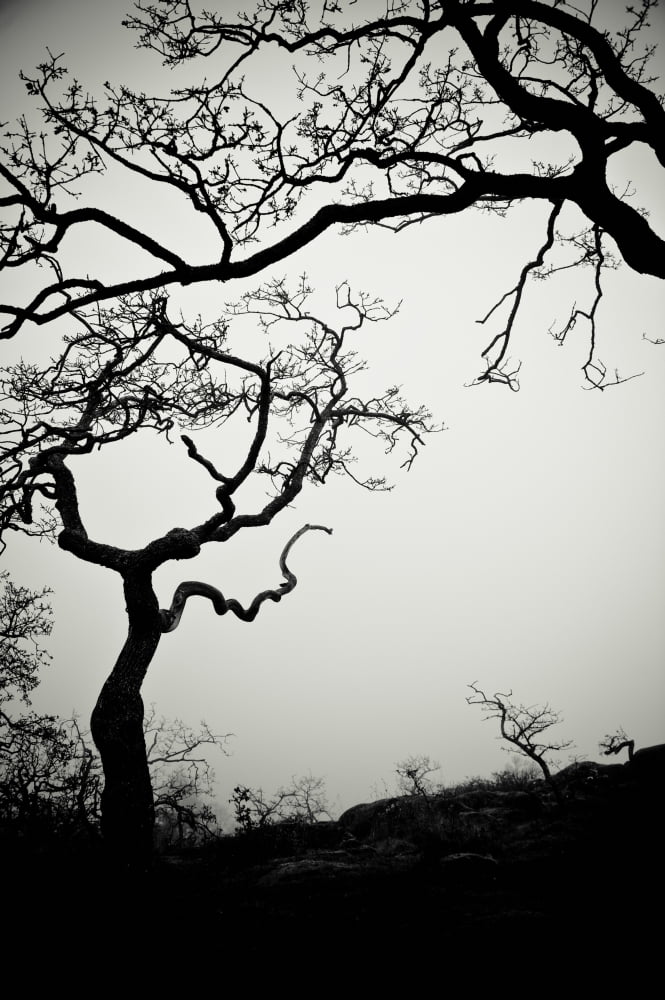 Low Angle View Of Eerie Tree Silhouettes Canvas Art - Helene Cyr  Design Pics (24 x 38)