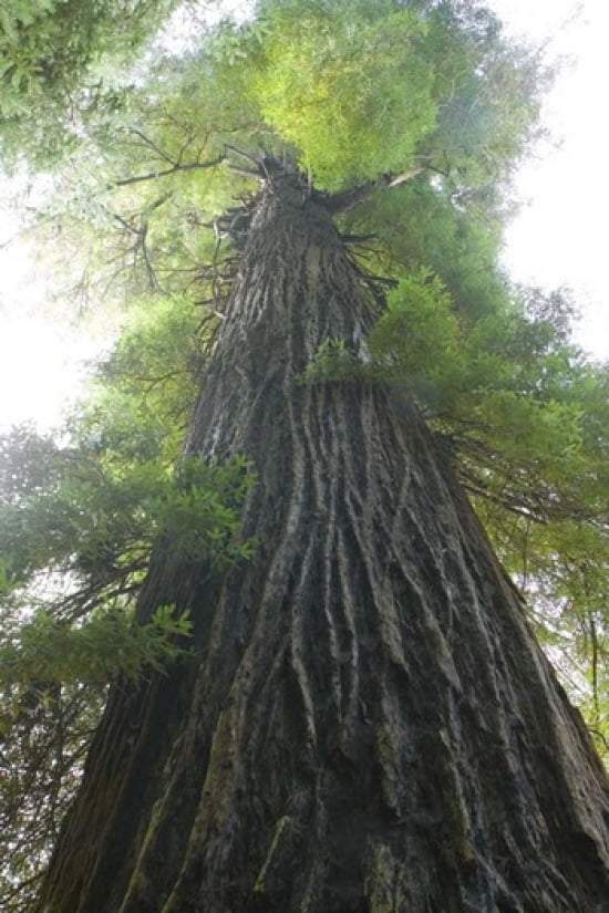 Low-Angle View Of Redwood Tree Canvas Art - Panoramic Images (16 x 24)