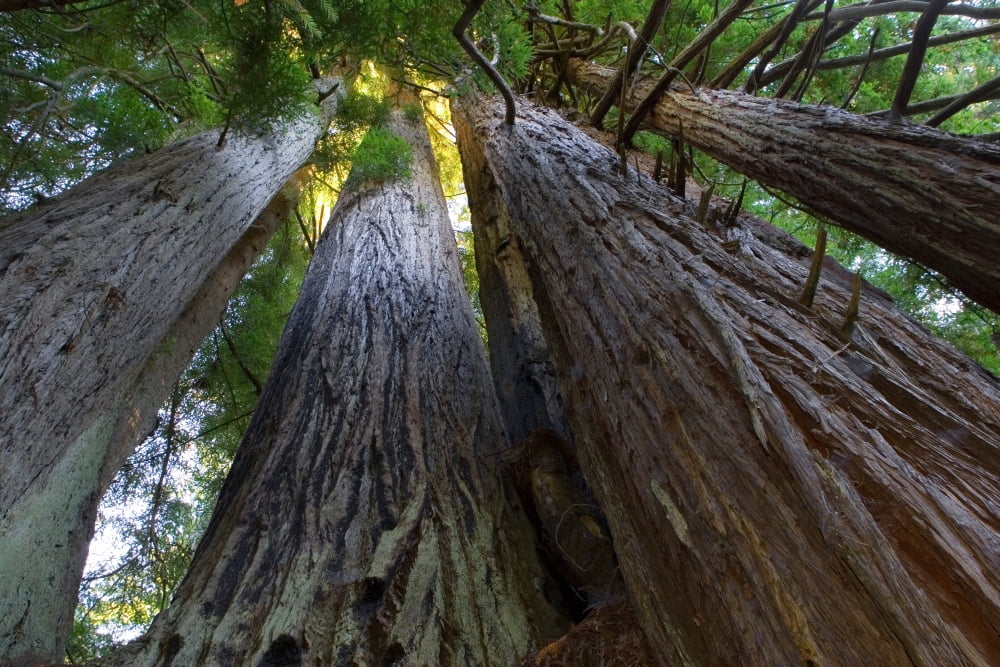 Low-Angle View Of Redwood Trees Canvas Art - Panoramic Images (27 x 9)