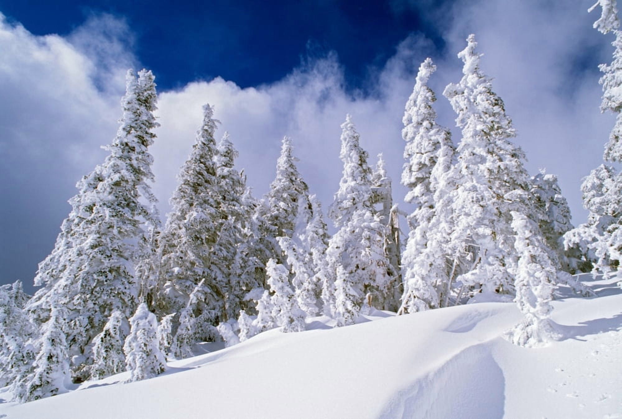 Low-Angle View Of Snow-Covered Pine Trees Canvas Art - Panoramic Images (36 x 24)