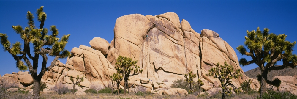 Low Angle View Of Trees And Rocks In A Park Joshua Tree National Monument California USA Canvas Art - Panoramic Images (36 x 12)