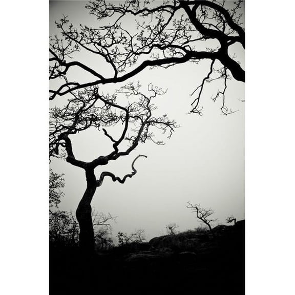 Low Angle View of Eerie Tree Silhouettes Poster Print - 12 x 19