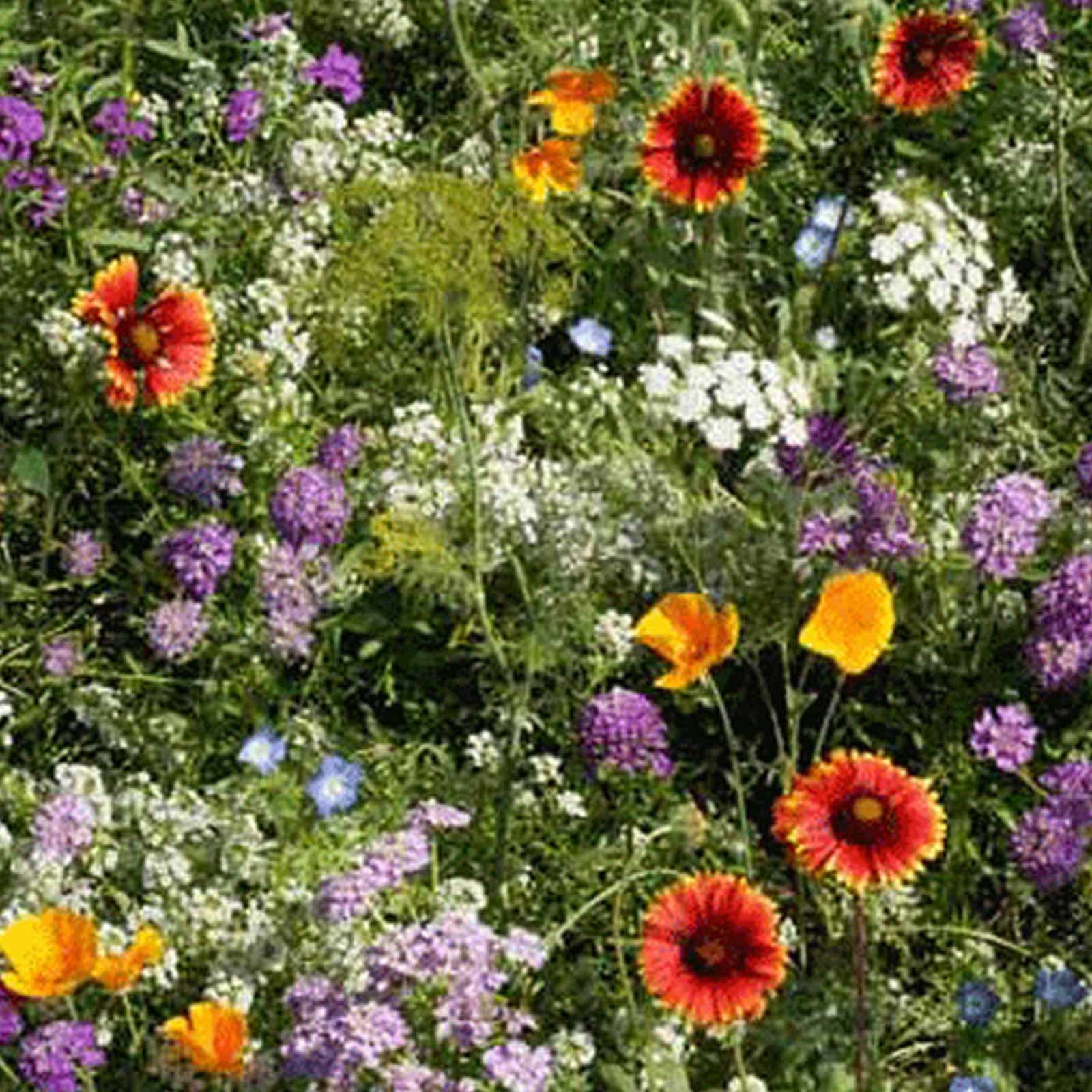 Mountain Valley Seed Company Wildflower Mix Flower Seed, Low Growing,  Non-GMO