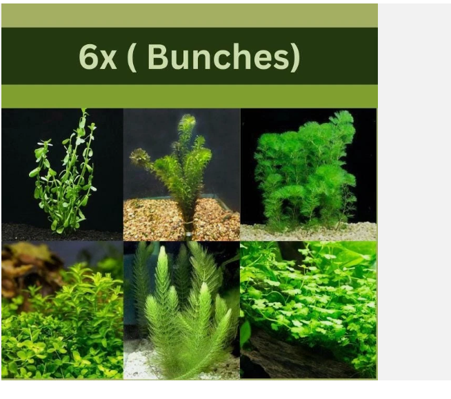 Low Light Aquarium Plant Bundle – Live Freshwater Aquarium Plants