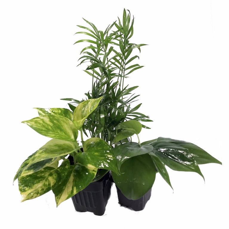Indoor Live Low Light House Plant Collection - Parlor Palm, Philodendron, Devil's  Ivy in 3" Pots - Walmart.com
