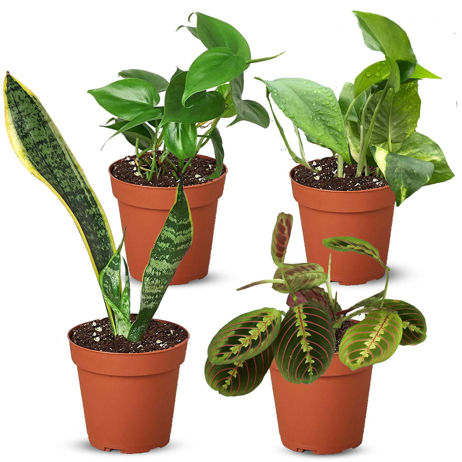 Low Light Live Plants for Indoor | Different Houseplants in Multiple Sizes | Real House Plant for Living Room, Office, Desk & Bathroom