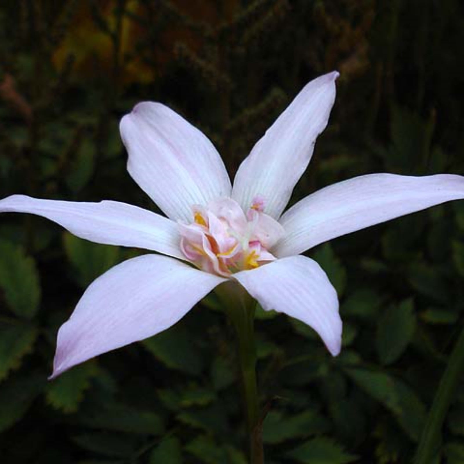 Low Maintenance. Strong And Vigorous. Rain Lily Bulb Flower Rain