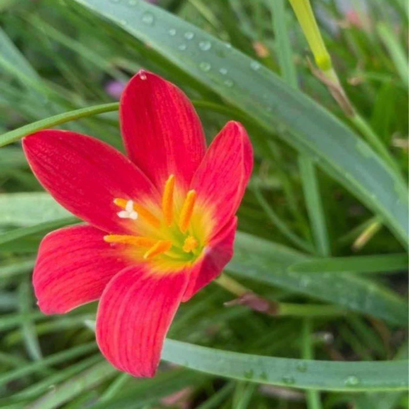 Low Maintenance. Strong And Vigorous. Rain Lily Bulb Flower Rain