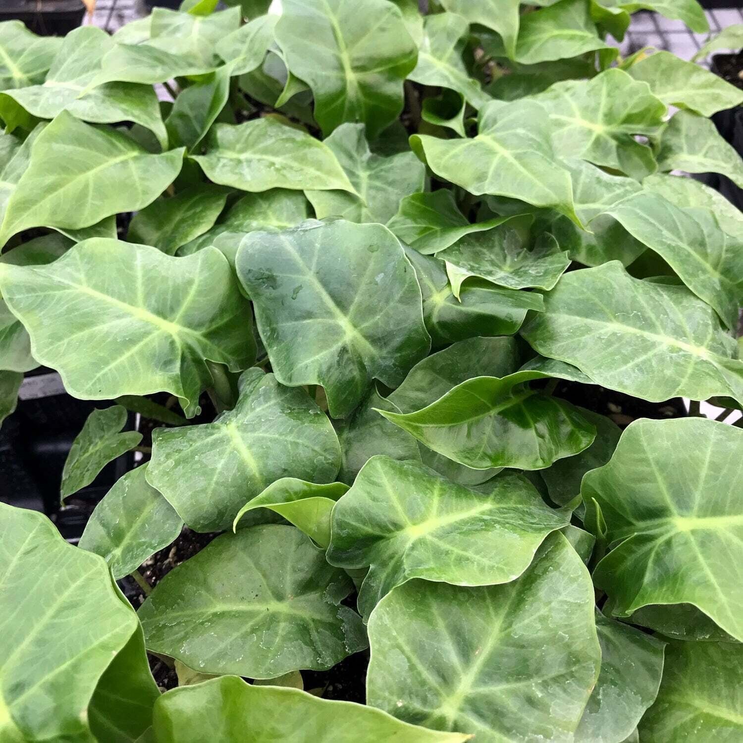 Low Rider™ Elephant Ear Alocasia Live Plant