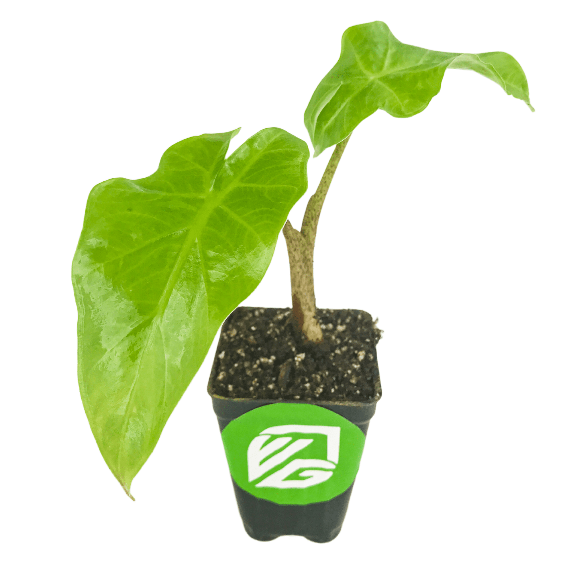 Low Rider™ Elephant Ear Live Plant Alocasia Wellspring Gardens