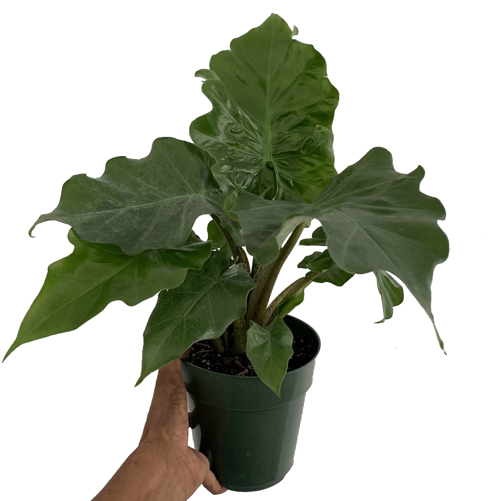 Low Rider Elephant Ear Plant Alocasia portora Houseplant 4" Pot