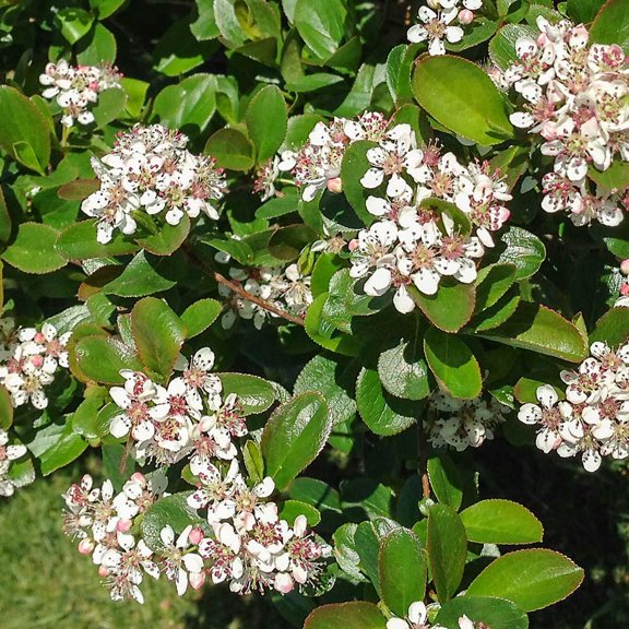 RedCrocus Low Scape Mound Black Chokeberry Aronia melanocarpa - Compact Shrub, Deciduous, Full Sun, Drought Tolerant, Bird & Pollinator Friendly, Container & Landscape 3 Gallon