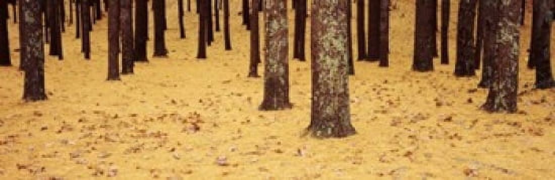 Low Section View Of Pine And Oak Trees Cape Cod Massachusetts USA Canvas Art - Panoramic Images (18 x 6)