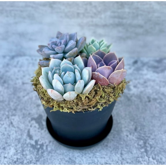 Low Tide - Live Potted Succulent Arrangement