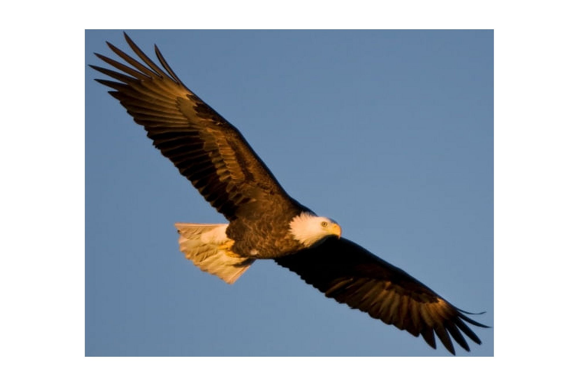 Low angle view of Bald Eagle (Haliaeetus leucocephalus) flying in the sky Mississippi River Alton Madison County Illinois USA Canvas Art - Panoramic Images (24 x 36)