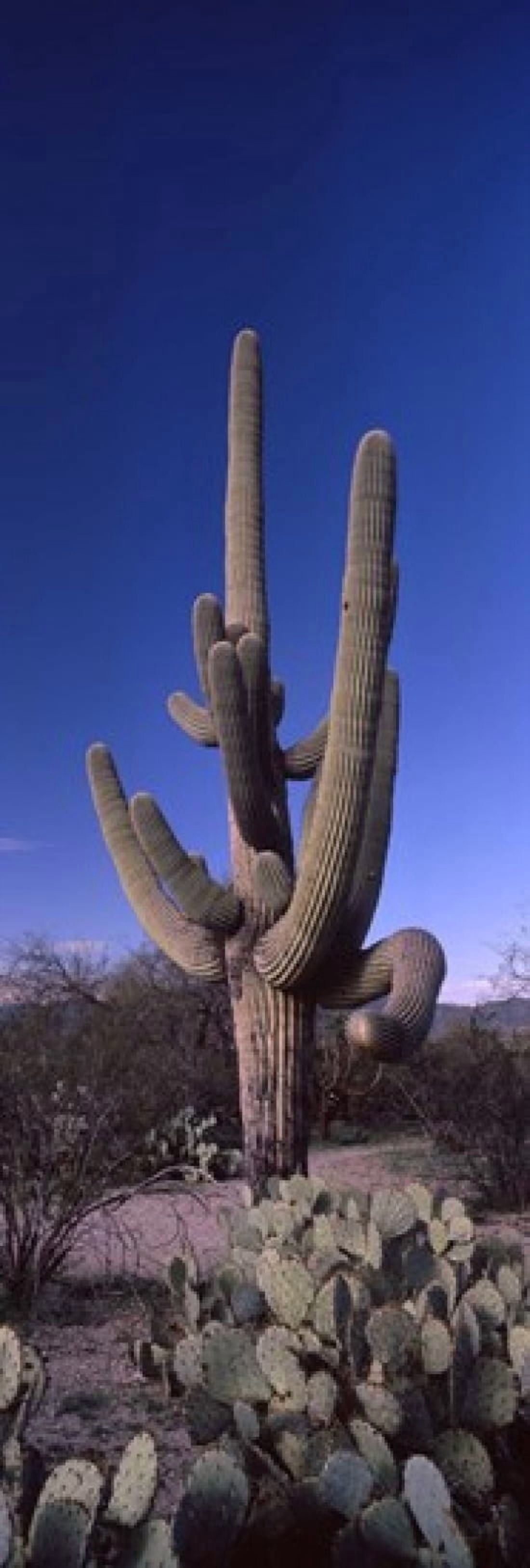 Low angle view of a Saguaro cactus (Carnegiea gigantea) on a landscape Saguaro National Park Tucson Arizona USA Canvas Art - Panoramic Images (36 x 12)