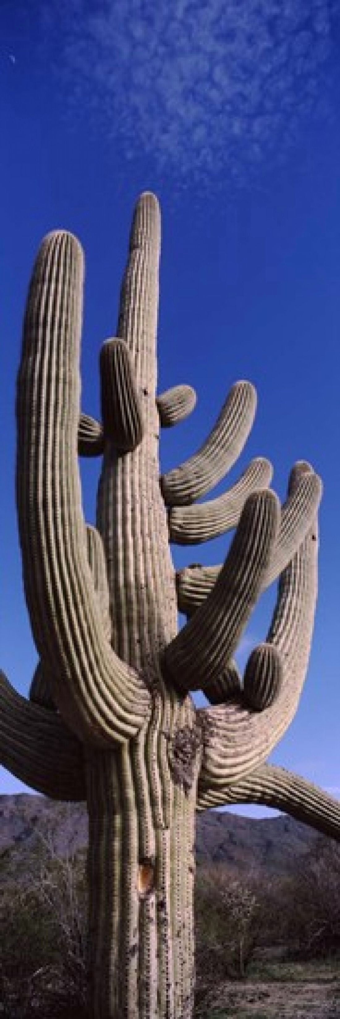 Low angle view of a Saguaro cactus (Carnegiea gigantea) on a landscape Saguaro National Park Tucson Arizona USA Canvas Art - Panoramic Images (36 x 12)