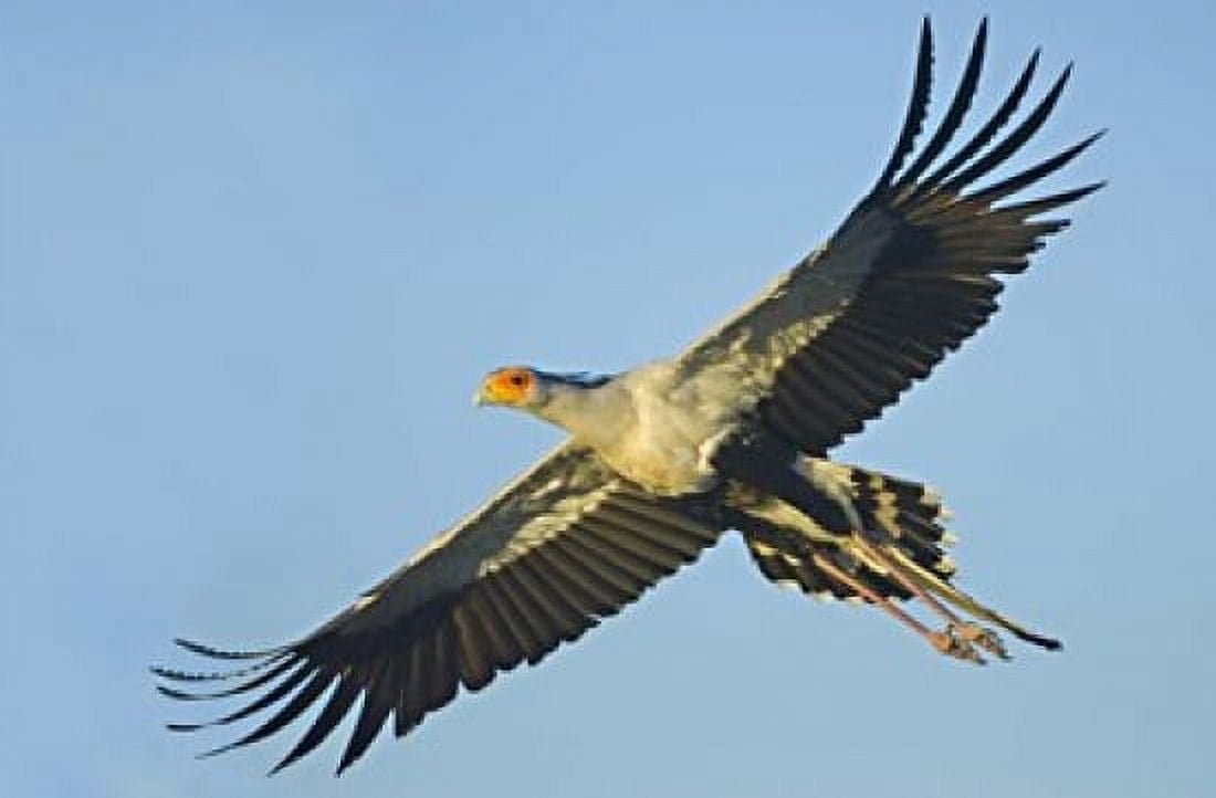 Low angle view of a Secretary bird flying Ngorongoro Conservation Area Arusha Region Tanzania (Sagittarius serpentarius) Canvas Art - Panoramic Images (16 x 11)